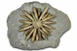 Jurassic Club Urchin (Asterocidaris) - Boulemane, Morocco #366917-1